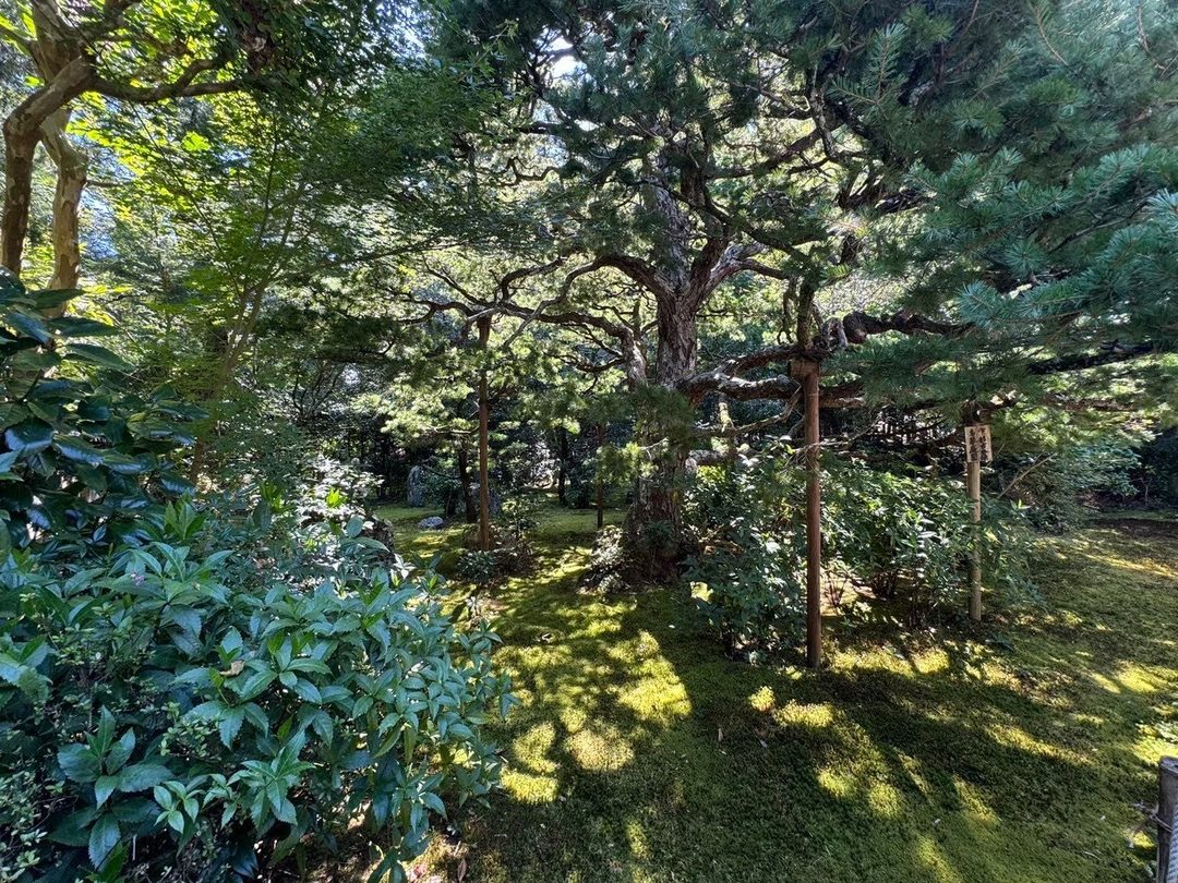 庭園の松