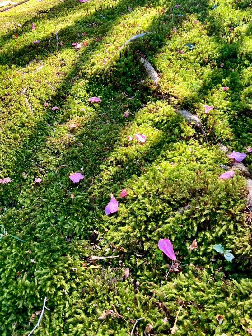 苔と落花（西芳寺）